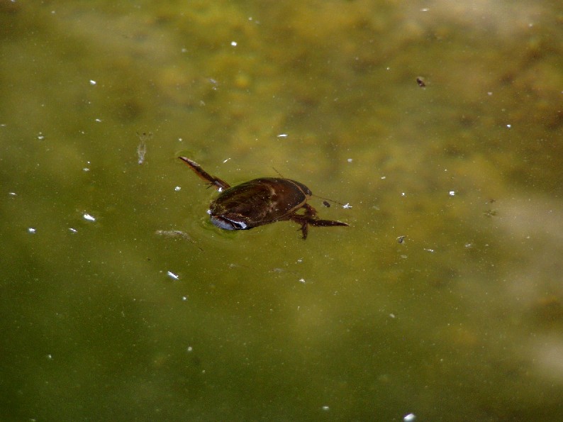 Il Laghetto del Centro di Entomologia - Piombino (LI)